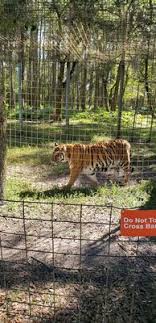 Big cat rescue has the philosophy (and this has also been stated by baskin) that keeping a wild animal in a cage is animal. Big Cat Rescue Temp Closed 319 Photos 253 Reviews Zoos 12802 Easy St Tampa Fl Phone Number Yelp