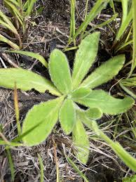 Image result for Senecio speciosus