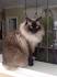 Ragdoll Cat Breed Profile | Petfinder