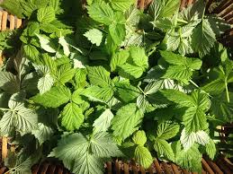 Growing your own juicy raspberries is easy and rewarding. Raspberry Leaf Tea Harvesting Drying And Brewing Daily Harvest Designs Llc