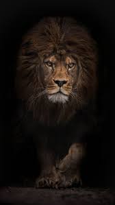 Resultado De Imagen Para Lion Wallpaper Tumblr Buyuk Kediler Hayvan Fotografciligi Guzel Kediler