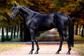 Stallion owner of bon vivaldi nrw hengststation ahlers unser team erreichen sie täglich von 7.00 uhr bis 18.00 uhr wir bitten sie, ihre samenbestellung bis 9:30 uhr aufzugeben. Pin Auf Inspirationen