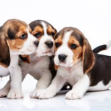 Our french bulldog puppies are destined to make your life pawsome, defining the pet store are you ready to do the same? Dachshund Puppies For Sale