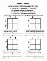 All Worksheets Punnett Squares Worksheets Printable Punnett Squares Square Worksheets