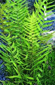 Image result for Thelypteris confluens