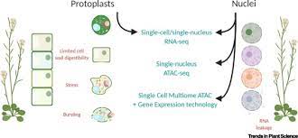 Kathryn barton's lab investigates the mechanisms that create the plant's body plan, from embryo to leaf. Plant Single Cell Multiomics Cracking The Molecular Profiles Of Plant Cells Trends In Plant Science