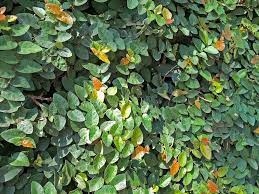 This evergreen vine is a great selection to help improve the look of any fence or wall. Plants For Dallas Your Source For The Best Landscape Plant Information For The Dallas Ft Worth Metroplexbest Vines For Dallas Texas