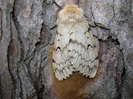 For use on fruit, nuts, evergreens, woody shrubs, shade trees, vegetables this product will also help delay blooming on peach trees in the spring. Gypsy Moth In Wisconsin Division Of Extension