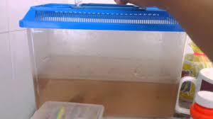 Ike puyu ( ikan puyu ) penyanyi asal : Ikan Puyu Melompat Climbing Perch Anabas Testudineus Climbing Gourami Youtube