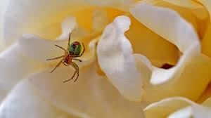 What Does It Mean When You Dream About Spiders Interpretation And Meaning