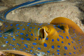 The stingray has a very interesting shape to it. Blue Spotted Ribbontail Stingray In Gili Air Two Fish Divers