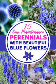 And what are the best low maintenance perennials? Blue Flowering Plants 15 Easy To Grow Perennials And Shrubs With Beautiful Blue Flowers Gardening From House To Home