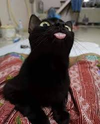 7 Tumblr Cute Animals Cute Cats And Kittens Cute Cats