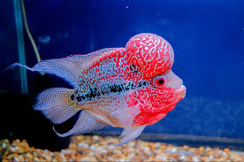 Anime characters wallpaper, touhou, kochiya sanae, moriya suwako. Top 10 Most Beautiful Colorful Fish Types Pouted Com Fish Tank Accessories Colorful Fish Fish Care