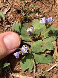 Image result for Craterostigma