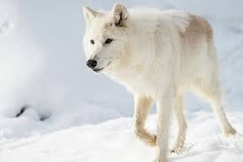 Buruan utama mereka adalah tikus kutub. 5 Fakta Unik Serigala Arktik Karnivora Yang Hidup Dalam Suhu Tinggi