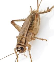 How do i kill crickets in my house? Super Easy Home Remedies To Get Rid Of Crickets From Your Home How To Kill Methods Pocket Press Release