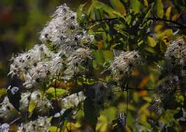 It is found on the pacific coast of north america, from the san francisco bay area southwards into baja california. Clematis Leather Flower Discover Life Mobile