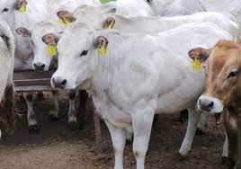 Like all heritage breed oxen with white coats, this is a very ancient breed. Welcome To Piemontese The British Piemontese Cattle Society