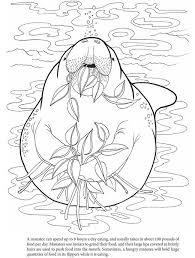 Free, printable mandala coloring pages for adults in every design you can imagine. Hungry Manatee Colouring In Sheet More Pins Like This One At Fosterginger Pinterest Coloring Pages Coloring Pictures Colouring Pages