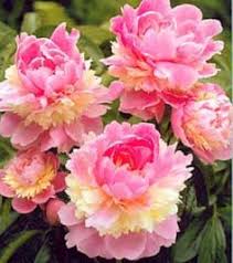Paeonia Sorbet Beautiful Flowers Flowers Flower Garden