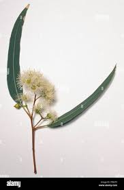 Image result for Eucalyptus camaldulensis