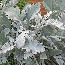 Image result for Senecio mariettae