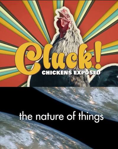 FR ▎Film Cluck! Chickens Exposed