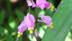 Several flowers hang from the top of a straight leafless stalk. Saline Shootingstar Prairie Pollination