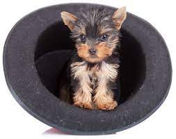 Check spelling or type a new query. Teacup Yorkie The Pocket Sized Yorkshire Terrier