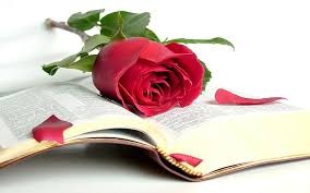 We did not find results for: Hd Wallpaper Red Rose Beauty Book The Bible Open Book Wisdom Love Rose Flower Wallpaper Flare