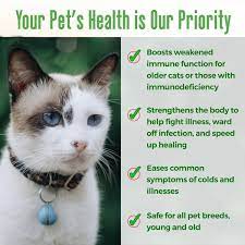 Pin On Best Of Bestlife4pets