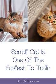 7 Most Trainable Cat Breeds Cat Breeds Cats Cute Cats