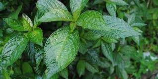 Khasiat daun pecah beling mungkin sudah umum bagi beberapa kalangan masyarakat. Manfaat Daun Keji Beling Untuk Kesehatan Dan Pengobatan Herbal Jagad Id