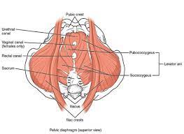 The pelvis (plural pelves or pelvises) is either the lower part of the trunk of the human body between the abdomen and the thighs (sometimes also called pelvic region of the trunk) or the skeleton embedded in it (sometimes also called bony pelvis, or pelvic skeleton). Pelvic Anatomy Lhsc