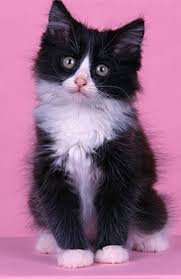 I am just under 3 years old, i am up to date on my shots, neutered and fiv negative. Domestic Longhair Cat Cat Breeds Encyclopedia