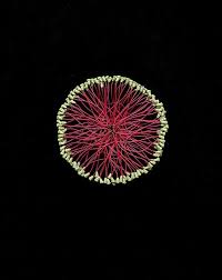 Pin On Beautiful Flowers