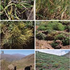 Image result for Scleria bambariensis