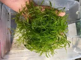Image result for Ceratophyllum demersum