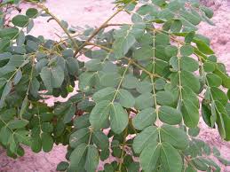 Image result for Albizia versicolor