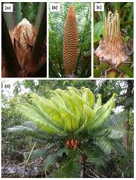 Image result for Cycas