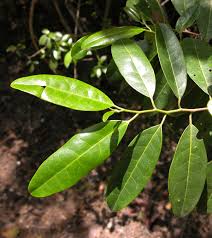 Image result for Peraceae