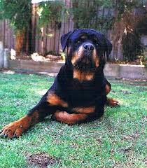 Image result for Rotala gossweileri