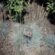 It is referred to by the common name pampas grass, and is native to southern south america, including the pampas region after which it is named. Perennial Ornamental Grasses To Plant This Fall The Home Depot