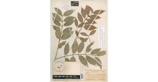 Image result for Cassipourea