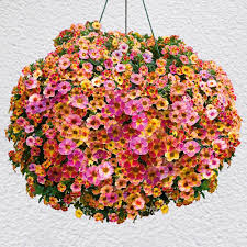 Große auswahl von doppelstabzäunen und metallzäunen. Mini Hange Petunien Chameleon Pink Passion Petunien Balkon Sommerblumen Ahrens Sieberz Pflanzenversand Gartenbedarf