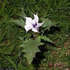 Image result for Datura stramonium