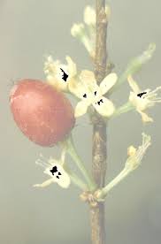 Image result for Nectaropetalum carvalhoi