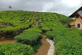 Kebun teh adalah antara tempat yang paling sinonim dengan cameron highlands. Panduan Bercuti Di Cameron Highlands Percutian Bajet