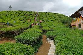 Tempat menarik di cameron highland yang mungkin anda tidak tahu ! Panduan Bercuti Di Cameron Highlands Percutian Bajet